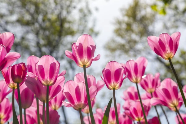 Vackra tulpaner, fräscha vårblommor, blomsterrabatt — Stockfoto