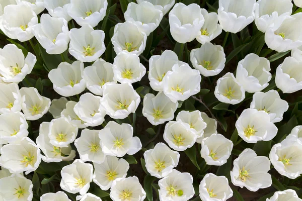 Krásné Tulipány Čerstvá Jarní Květiny Záhonu — Stock fotografie