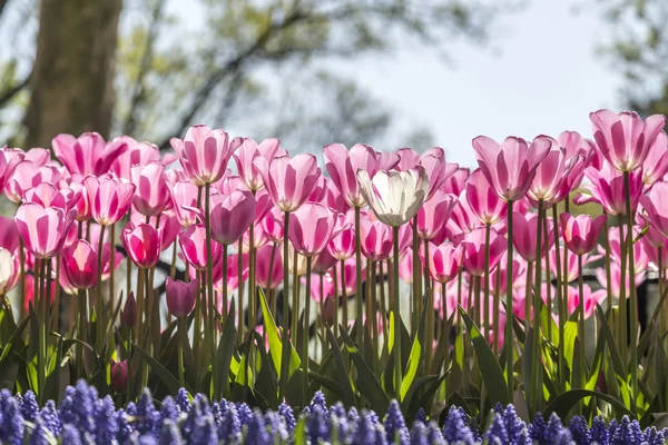 아름 다운 튤립, 신선한 봄 꽃, 화 단 — 스톡 사진