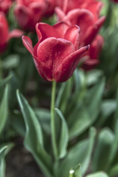 Krásné tulipány, čerstvá jarní květiny, záhonu — Stock fotografie