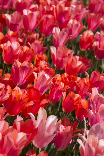 Güzel lale, taze bahar çiçekleri, flowerbed — Stok fotoğraf