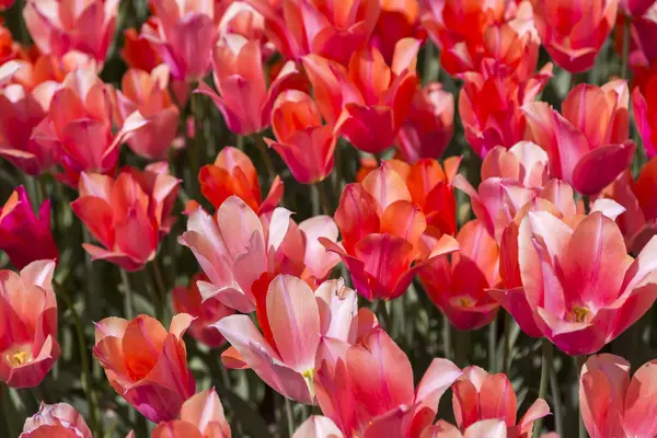 Hermosos tulipanes, flores frescas de primavera, parterres —  Fotos de Stock