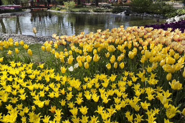 Lindas tulipas, flores frescas da primavera, canteiro de flores — Fotografia de Stock