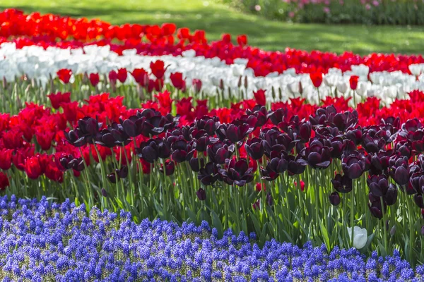 Lindas tulipas, flores frescas da primavera, canteiro de flores — Fotografia de Stock