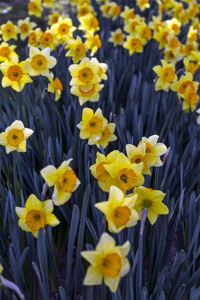 Amarelo narcisos canteiro de flores, flores da primavera perto — Fotografia de Stock