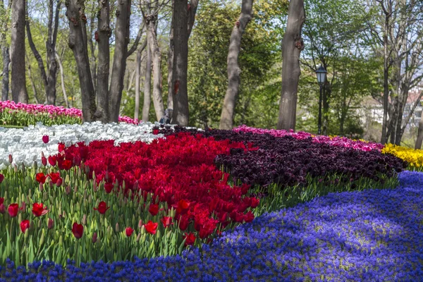 美しいチューリップ、新鮮な春の花、花壇 — ストック写真