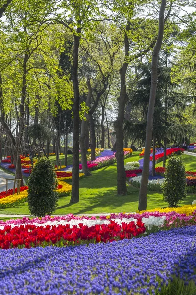 Schöne Tulpen, frische Frühlingsblumen, Blumenbeet — Stockfoto