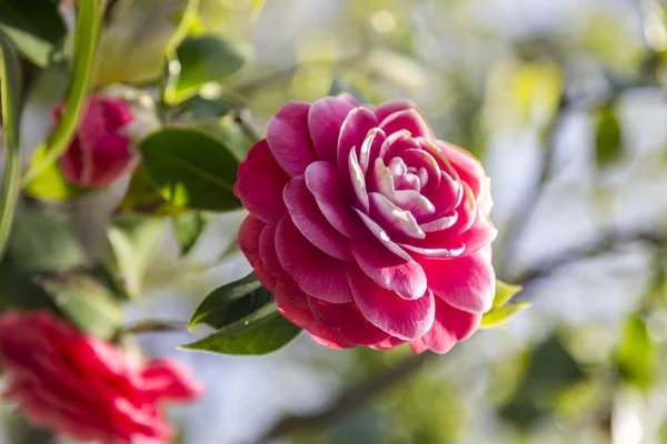 Roze Camellia Blossom — Stockfoto