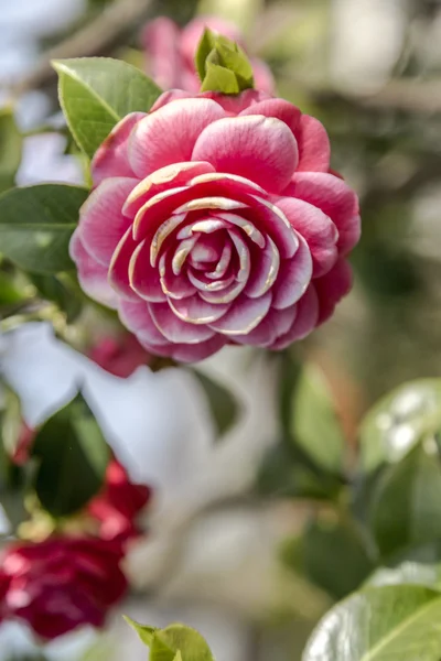 Roze Camellia Blossom — Stockfoto