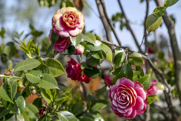 Kwiaty różowe Kamelia, Kamelia Japońska, podwójne kwiatów camellia — Zdjęcie stockowe