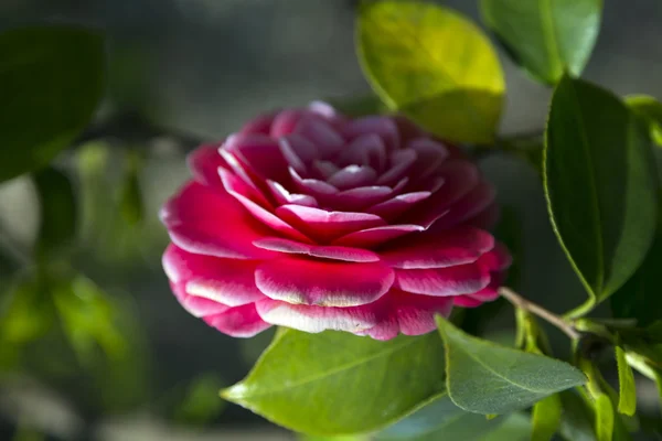 Fleur de camélia rose — Photo