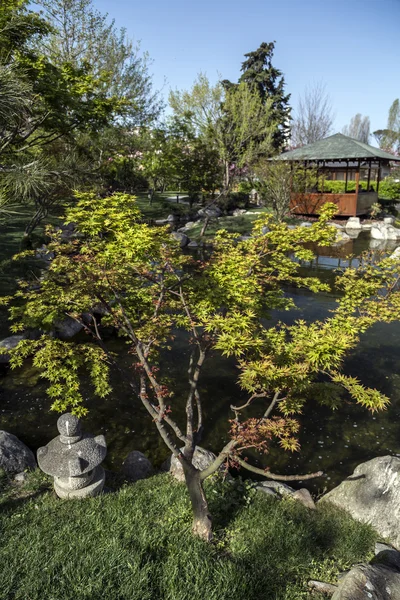 Jardim japonês com decorações botânicas tradicionais — Fotografia de Stock