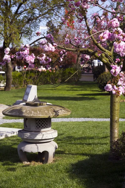 Jardín japonés con decoraciones botánicas tradicionales —  Fotos de Stock