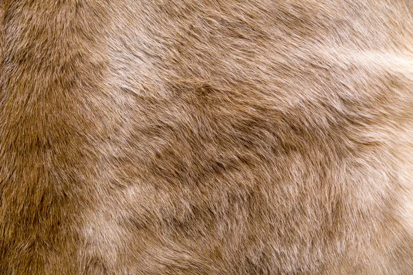 Cow fur texture