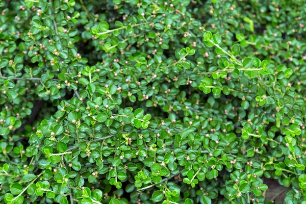 Δονούμενα πράσινα φύλλα υφή φόντου — Φωτογραφία Αρχείου