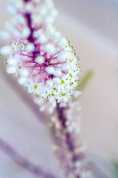 Falska havet lök blommor, makro detalj med suddiga bakgrunden — Stockfoto