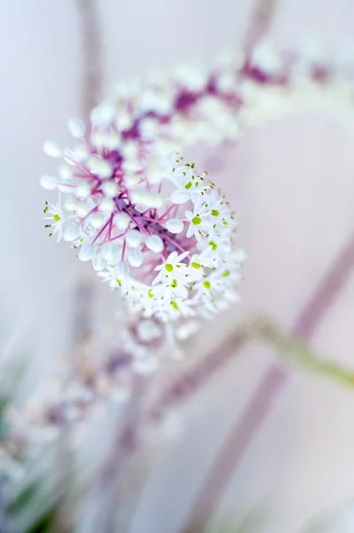 Falsi fiori di cipolla marina, macro dettaglio con sfondo sfocato — Foto Stock