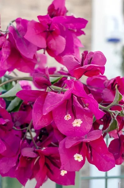 Fleurs de bougainvilliers de couleur magenta, flore méditerranéenne — Photo