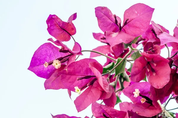 Magenta colored bougainvillea blossoms, mediterranean flora — Stock Photo, Image