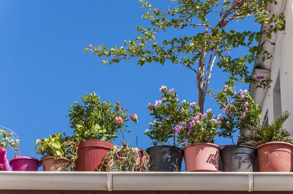 Flores en contenedores y cielo azul en el fondo, pésimo hogar Egeo decoración del jardín — Foto de Stock