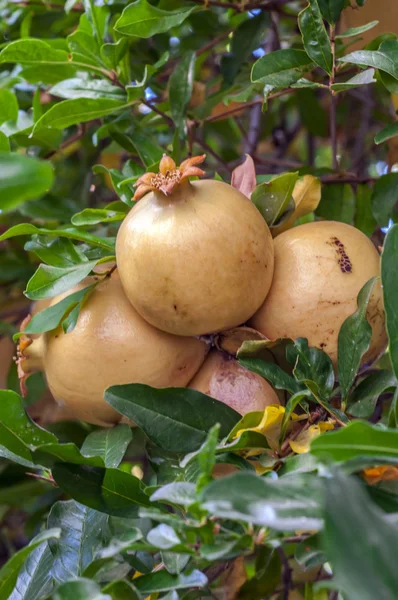 Gula färger, små typ Egeiska granatäpple på trädet — Stockfoto