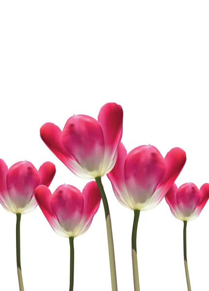 Vector realista tulipanes 3D — Vector de stock
