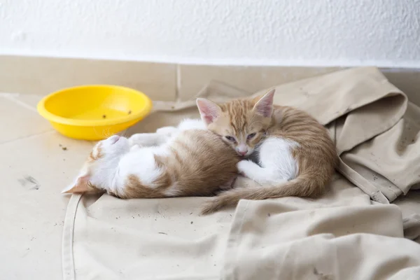 Lindos gatitos — Foto de Stock