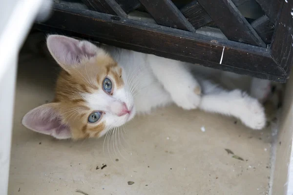 Sevimli küçük kediler — Stok fotoğraf