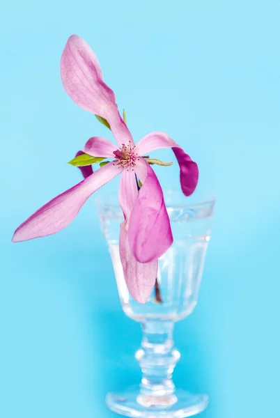 Flor de magnólia rosa — Fotografia de Stock