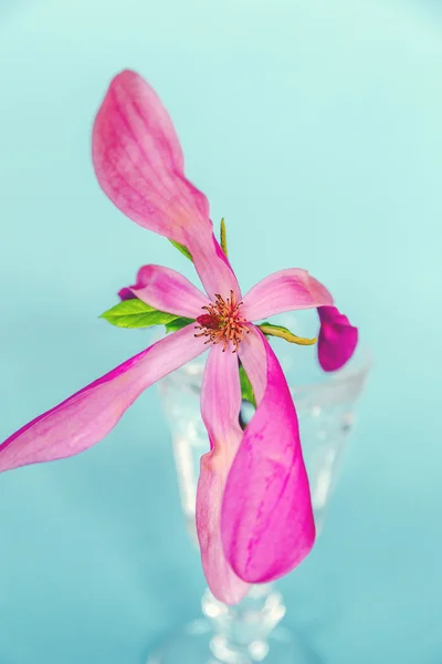 Pink magnolia blossom — Stock Photo, Image