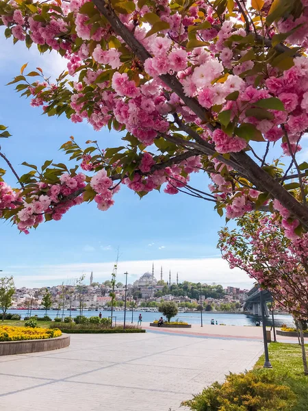 Estambul Turquía Mayo 2021 Mezquita Suleymaniye Cuerno Oro Con Flores — Foto de Stock