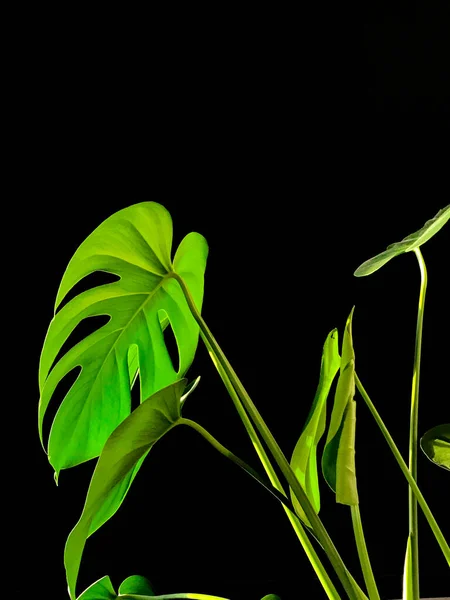 Monstera Deliciosa Queijo Suíço Folhas Plantas Fundo Preto Luz Solar — Fotografia de Stock