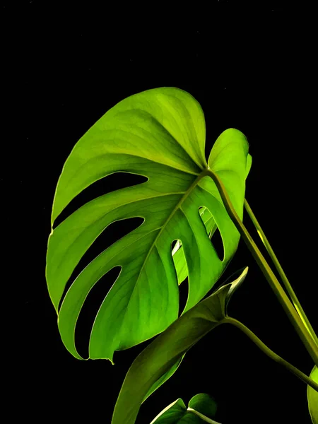 Monstera deliciosa or Swiss cheese plant leaves on black background, natural sunlight