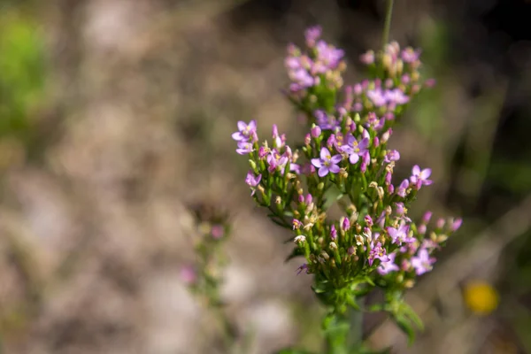 Wilde Paarse Bloemen Close Zomer Flora — Stockfoto