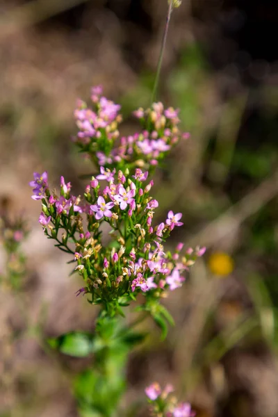 Wildlila Blüten Aus Nächster Nähe Sommerflora — Stockfoto