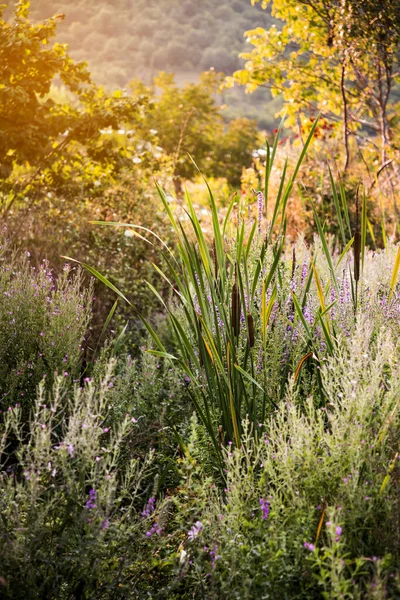 野生の花や植物が夜の太陽の光でバックライト — ストック写真