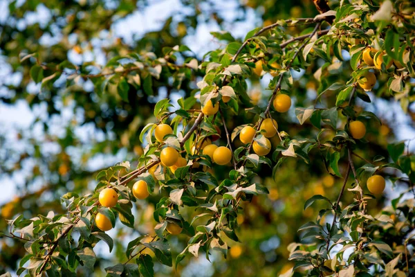 Gelbe Pflaumenfrucht Auf Zweig Nahaufnahme — Stockfoto