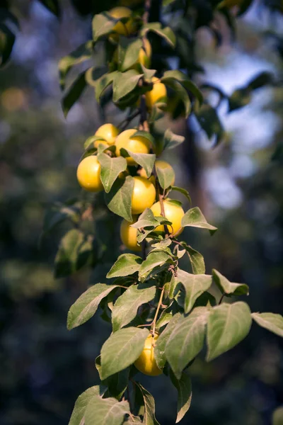 Gelbe Pflaumenfrucht Auf Zweig Nahaufnahme — Stockfoto