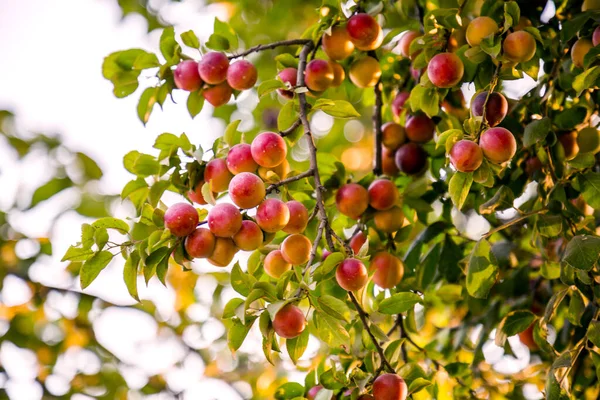 Rote Pflaumenfrucht Auf Zweig Nahaufnahme — Stockfoto