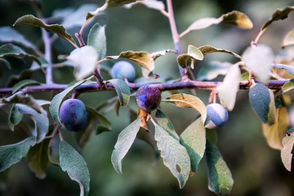 Prunus Spinosa Eller Slånbär Eller Svarthorn Kvisten Närbild — Stockfoto