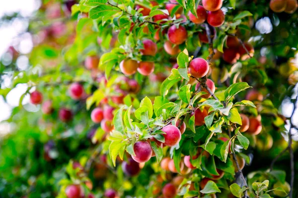 Rote Pflaumenfrucht Auf Zweig Nahaufnahme — Stockfoto
