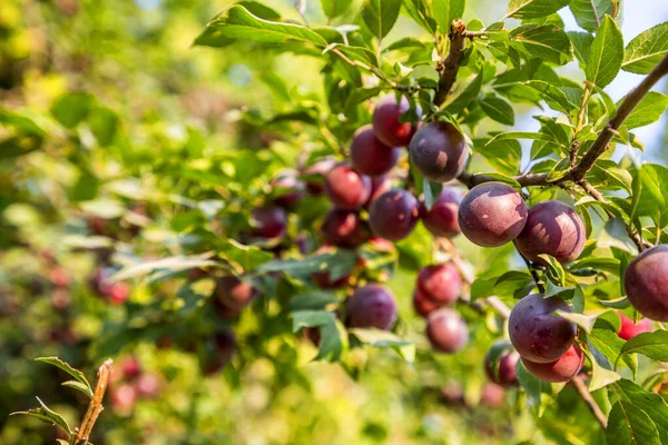 Rote Pflaumenfrucht Auf Zweig Nahaufnahme — Stockfoto