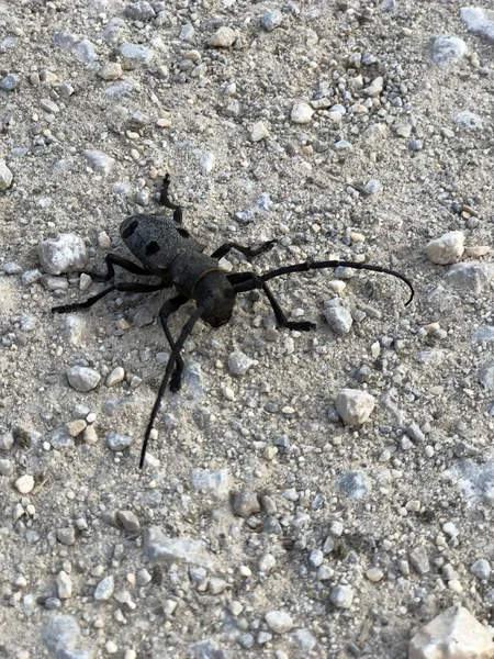 Grand Coléoptère Capricorne Noir Cerambyx Cerdo Marchant Sur Sol Galets — Photo