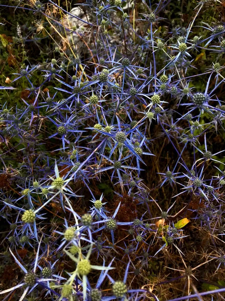 Eryngium Planum Pflanzen Mit Scharfen Dornen Blauvioletter Farbe — Stockfoto