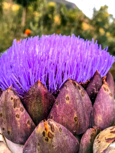 Impianto Carciofi Fiore Agricoltura Biologica Campo — Foto Stock