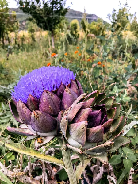 Impianto Carciofi Fiore Agricoltura Biologica Campo — Foto Stock