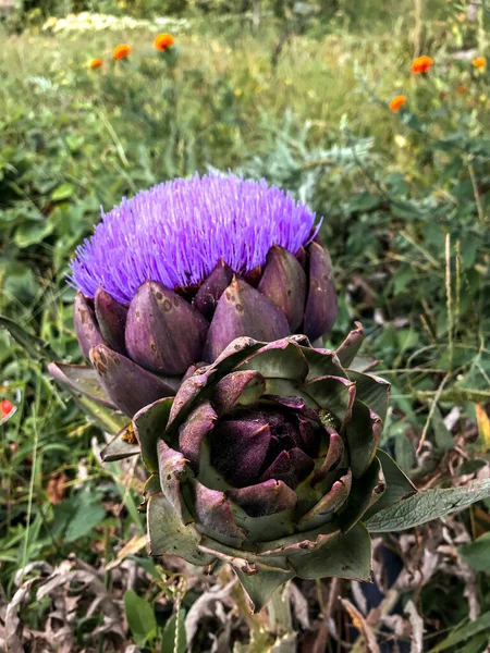 Impianto Carciofi Fiore Agricoltura Biologica Campo — Foto Stock