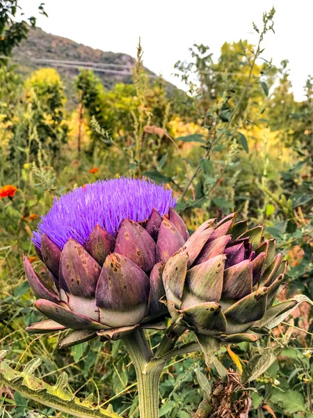 Impianto Carciofi Fiore Agricoltura Biologica Campo — Foto Stock