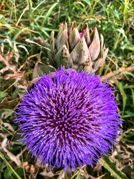 Artichoke Plant Blossom Organic Agriculture Field — Stock Photo, Image