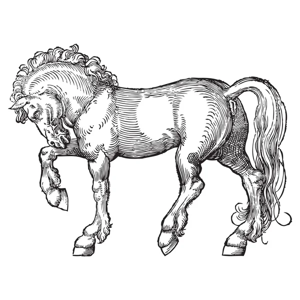 Cavalo — Vetor de Stock